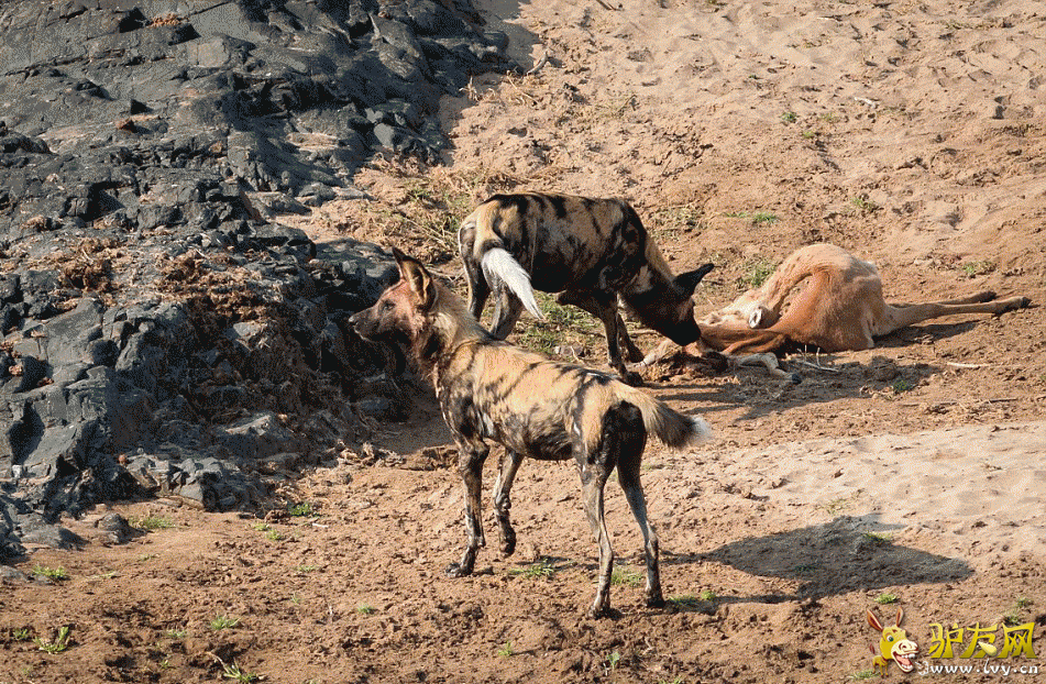 ��ֻ��������Ǳ�����Ϸǰ¶��ҴĺӰ��ߣ���������ʱ������Ұ�������͡� ��ҳ��ͼ