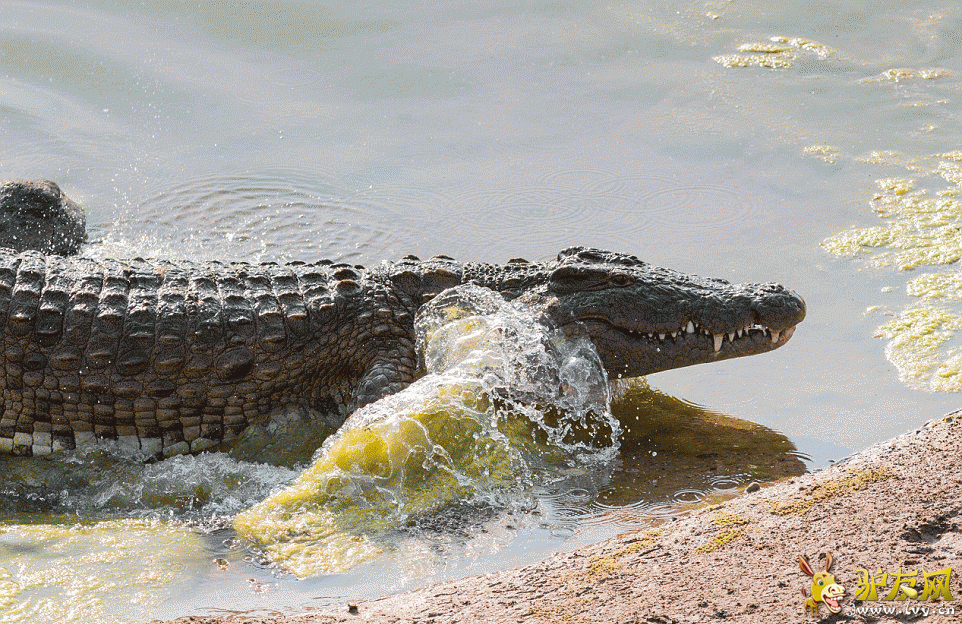 ��ֻ��������Ǳ�����Ϸǰ¶��ҴĺӰ��ߣ���������ʱ������Ұ�������͡� ��ҳ��ͼ