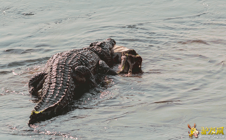 ��ֻ��������Ǳ�����Ϸǰ¶��ҴĺӰ��ߣ���������ʱ������Ұ�������͡� ��ҳ��ͼ