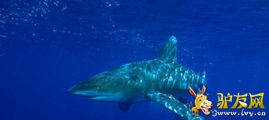 �̵�ȫ����Ϯ���ο͵Ŀֲ�˲��(1)_��ѧ̽��_������