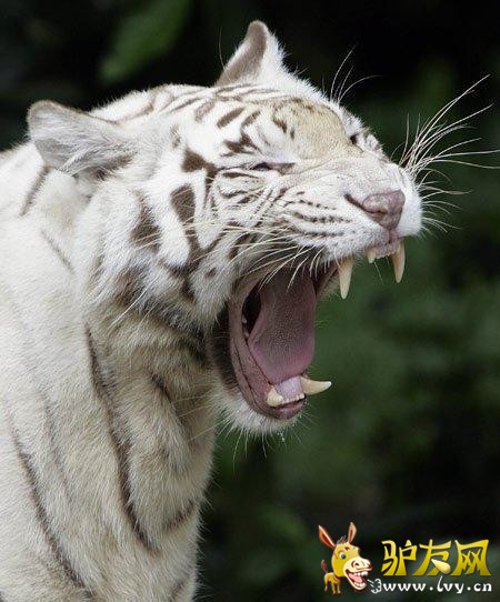 3ֻ�����¼��¶���԰չ���İ׻�������һ������԰��๤�������䲻���������������磬����32����������Ǽ�����๤��֪�ι�׹�뻢԰��3ֻ���ظ�100����İ׻���������ȥ˺ҧ��