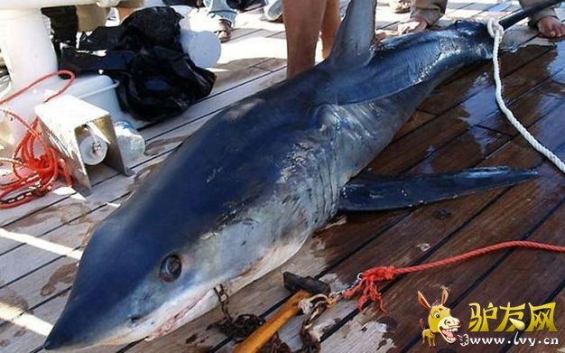 �̵�ȫ����Ϯ���ο͵Ŀֲ�˲��(1)_��ѧ̽��_������