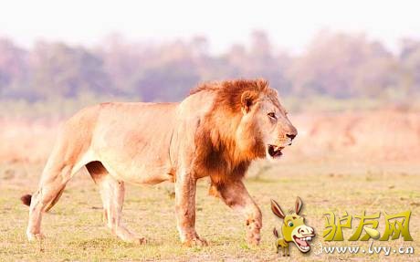 һ��ʨ����� �������Ұ������԰