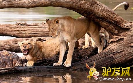 һ��ʨ����� �������Ұ������԰