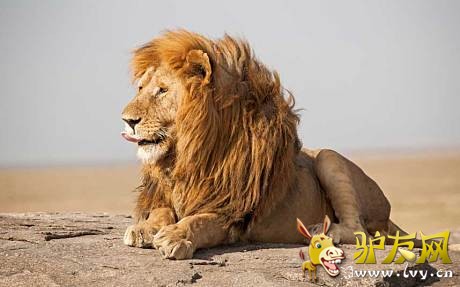 һ��ʨ����� �������Ұ������԰