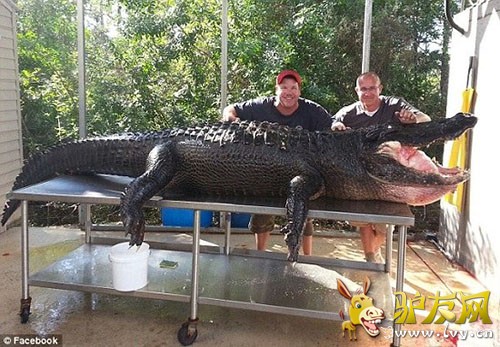 �������ӿ��������뻨��������ʱ�䣬׷��һ����������Ϊ��Lumpy���ľ�����