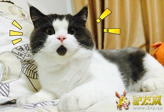 ��ͼΪ11���Ӣ����ëè����Ұ��