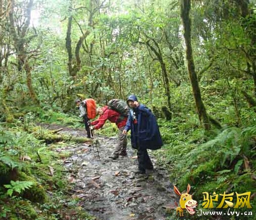 ������ѩɽ��ڣ�����������ңң������