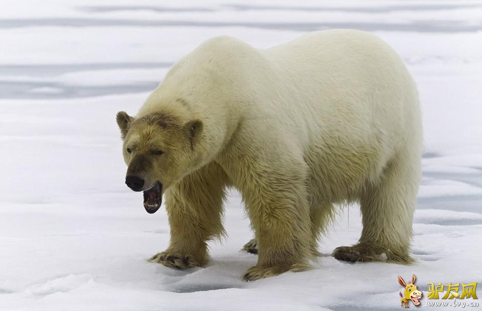 ��Ӱʦ�ĵ������ܷ�ʳ���� ����Ѫ�����Ǵ�