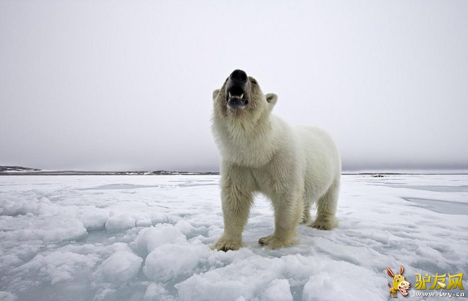 ��Ӱʦ�ĵ������ܷ�ʳ���� ����Ѫ�����Ǵ�