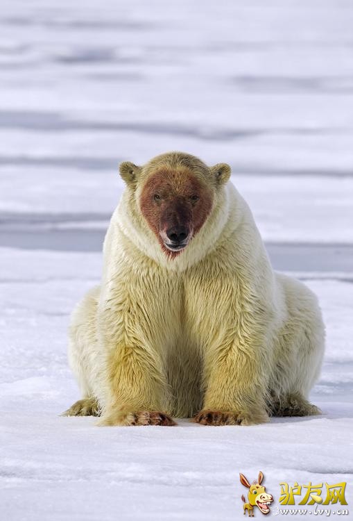 ��Ӱʦ�ĵ������ܷ�ʳ���� ����Ѫ�����Ǵ�