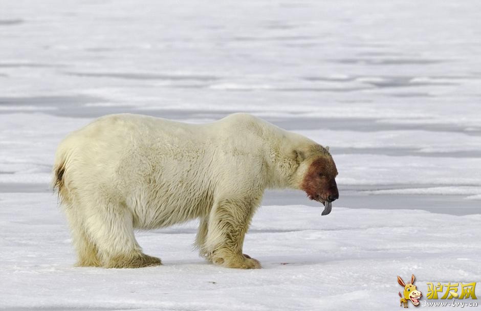 ��Ӱʦ�ĵ������ܷ�ʳ���� ����Ѫ�����Ǵ�