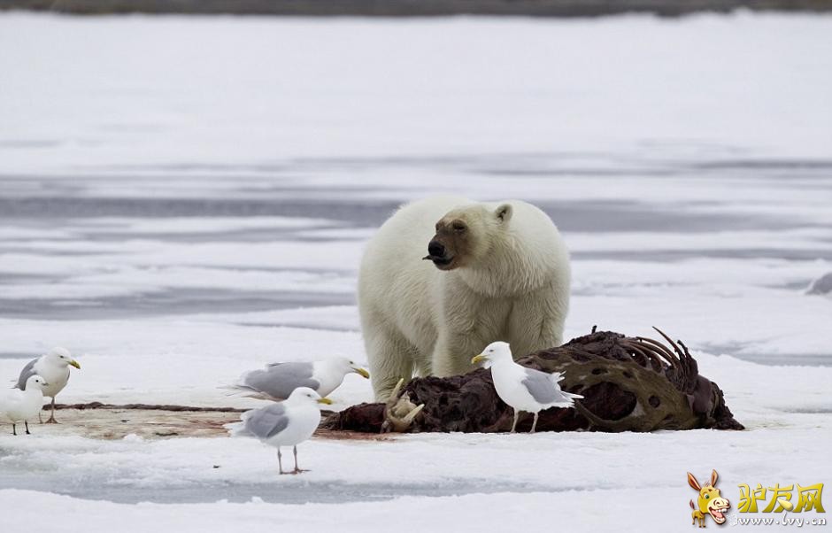 ��Ӱʦ�ĵ������ܷ�ʳ���� ����Ѫ�����Ǵ�