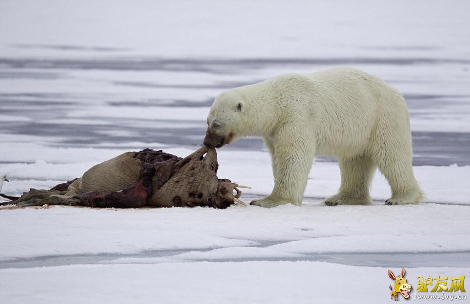 ��Ӱʦ�ĵ������ܷ�ʳ���� ����Ѫ�����Ǵ�