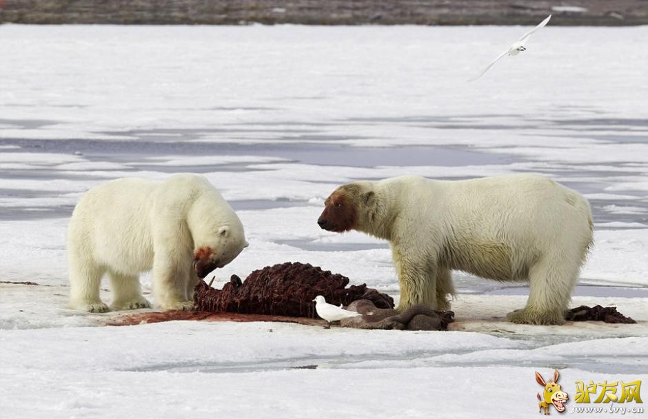 ��Ӱʦ�ĵ������ܷ�ʳ���� ����Ѫ�����Ǵ�