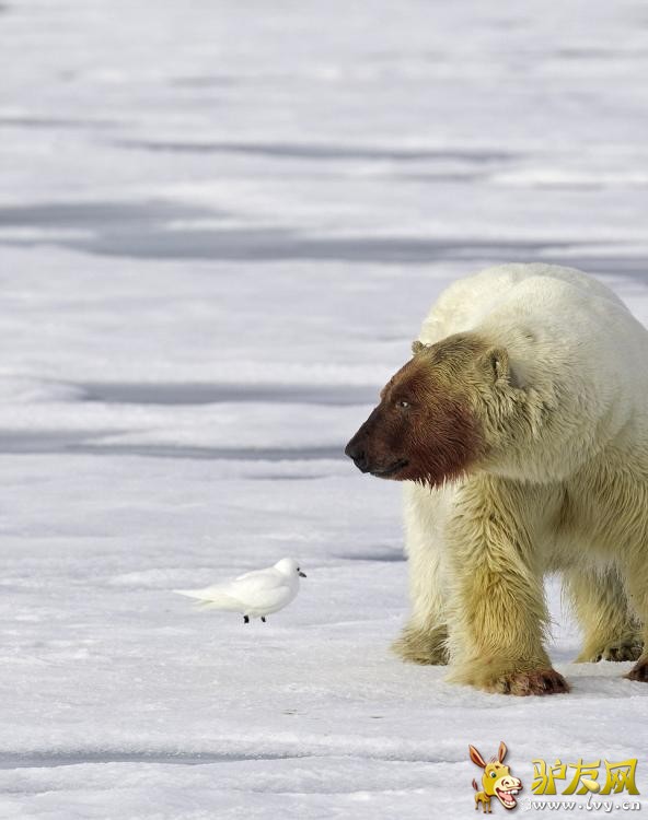 ��Ӱʦ�ĵ������ܷ�ʳ���� ����Ѫ�����Ǵ�