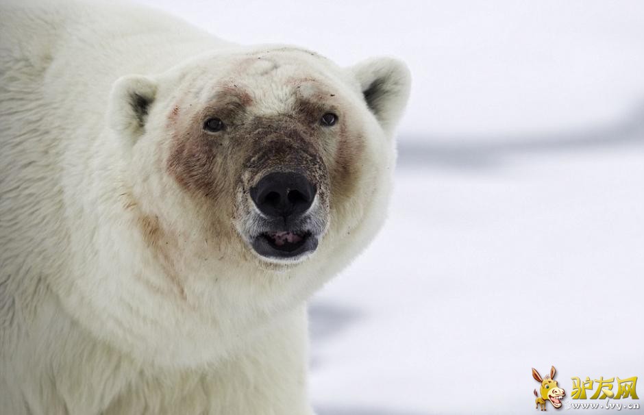 ��Ӱʦ�ĵ������ܷ�ʳ���� ����Ѫ�����Ǵ�