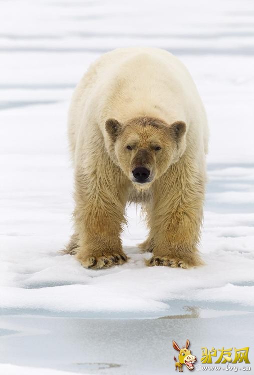 ��Ӱʦ�ĵ������ܷ�ʳ���� ����Ѫ�����Ǵ�