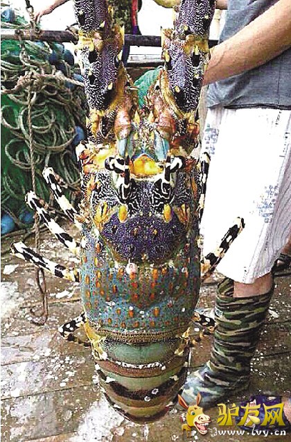 �㽭���񲶵�����Ϻ����ȫ��ɫ�ʰ�� ����60��(ͼ)