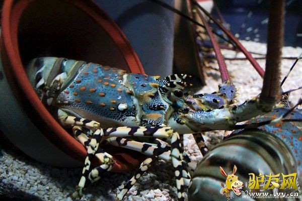 ������Ϻ