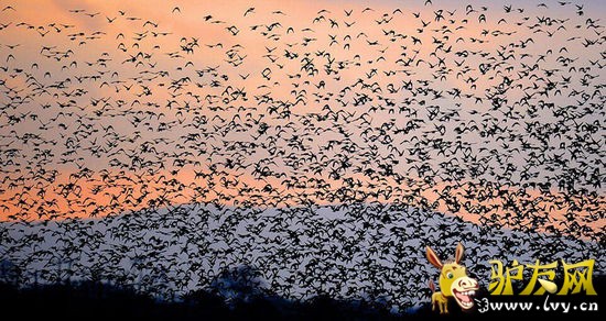 ÿ�궼�г�ǧ����ֻ���ƺƵ������ڸ������ɿ���Ⱥ��