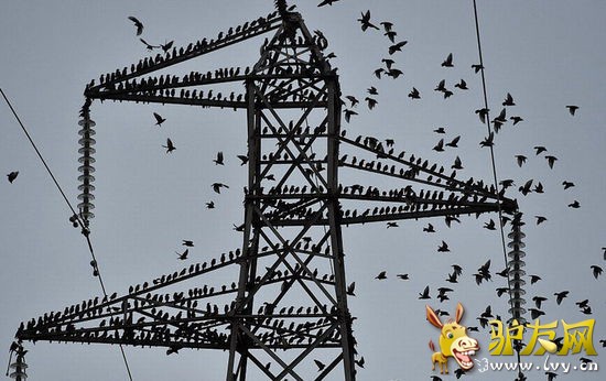 ����̬ѧ����Ϊ�����������Ϊ�������