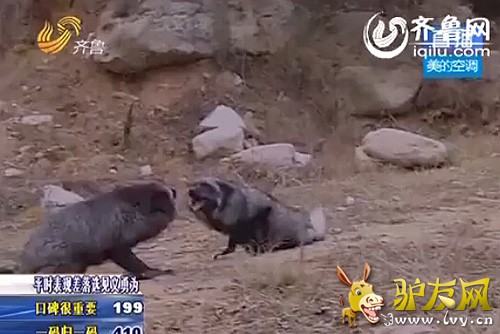 ��ɽ�ϱ������ĺ�����Ϊ�������䣬ʳ����٣��������໥֮������ʳ�