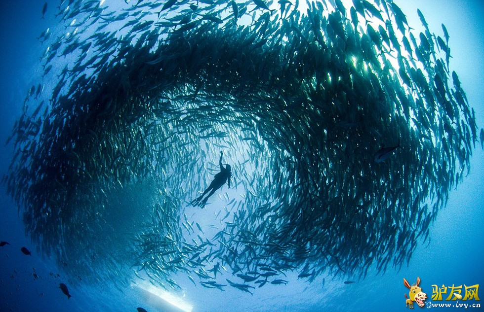 �������������������׿�����������ī�����ն�Ī�Ǻ���Ǳˮʱ������Ⱥ����ҳ��ͼ