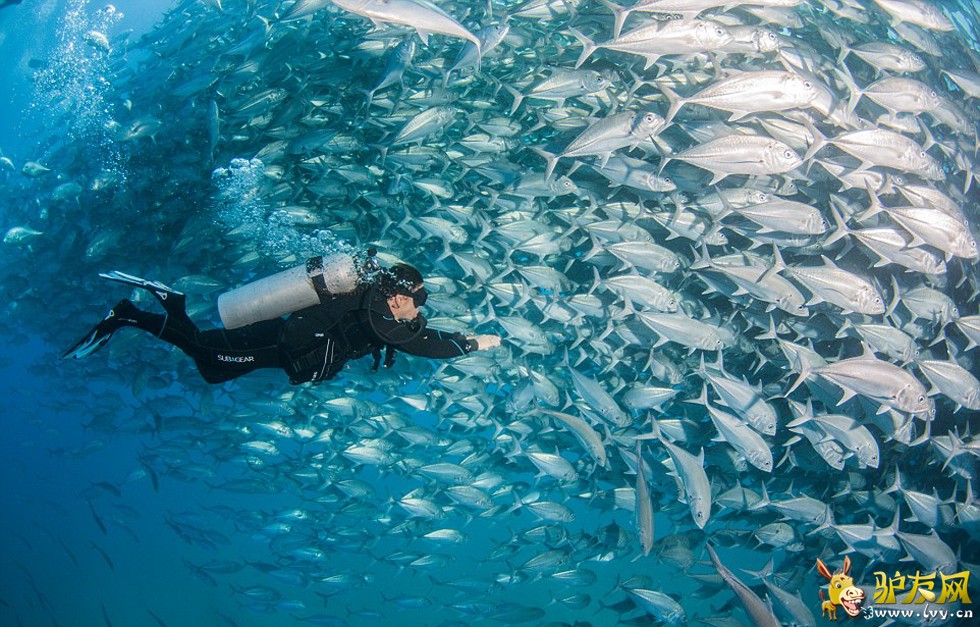 �������������������׿�����������ī�����ն�Ī�Ǻ���Ǳˮʱ������Ⱥ����ҳ��ͼ