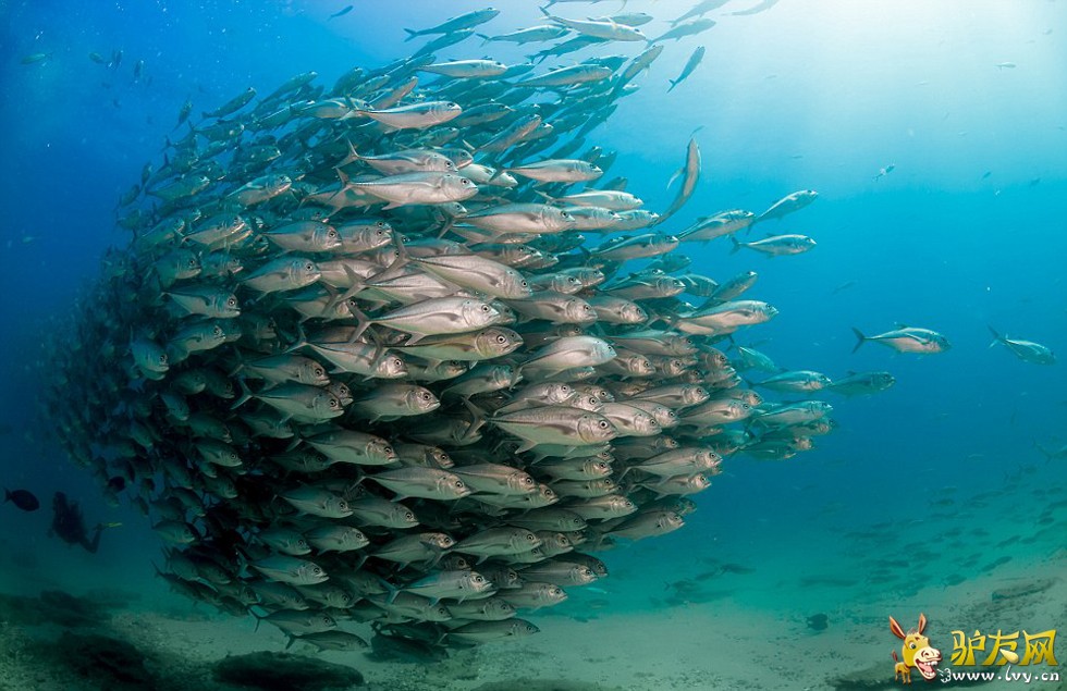 �������������������׿�����������ī�����ն�Ī�Ǻ���Ǳˮʱ������Ⱥ����ҳ��ͼ