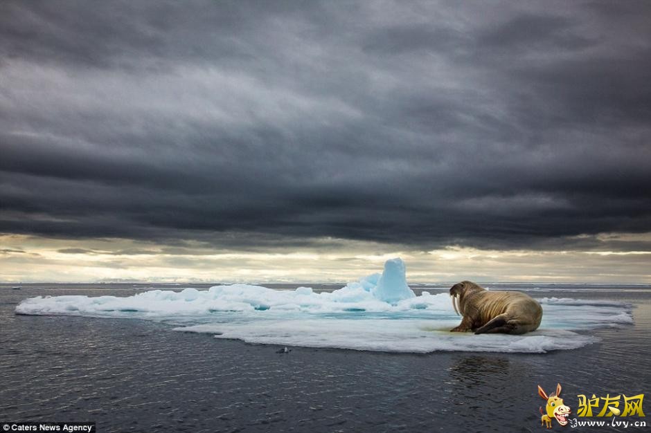 ��ͷ�µ�׳��������� ��ɽ���Ͷ�����������