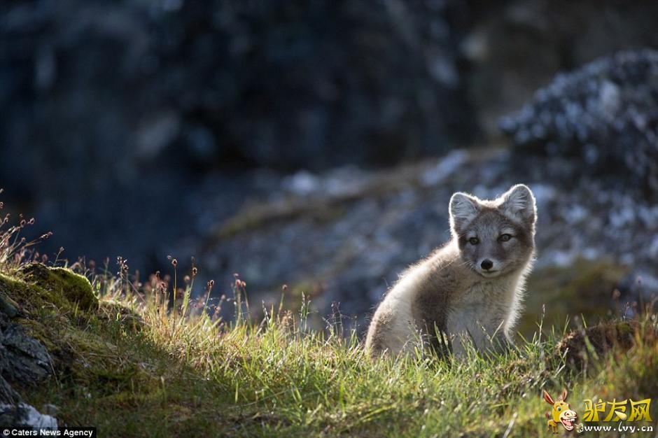 ��ͷ�µ�׳��������� ��ɽ���Ͷ�����������