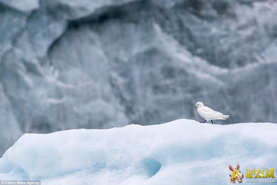 ��ͷ�µ�׳��������� ��ɽ���Ͷ�����������