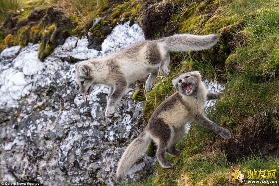 ��ͷ�µ�׳��������� ��ɽ���Ͷ�����������