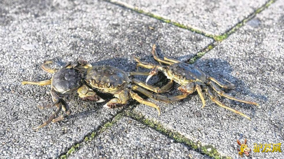 ����������������ˮ���Ѿ����й���բзռ�죬���ǵ�����ʮ�־��ˡ�