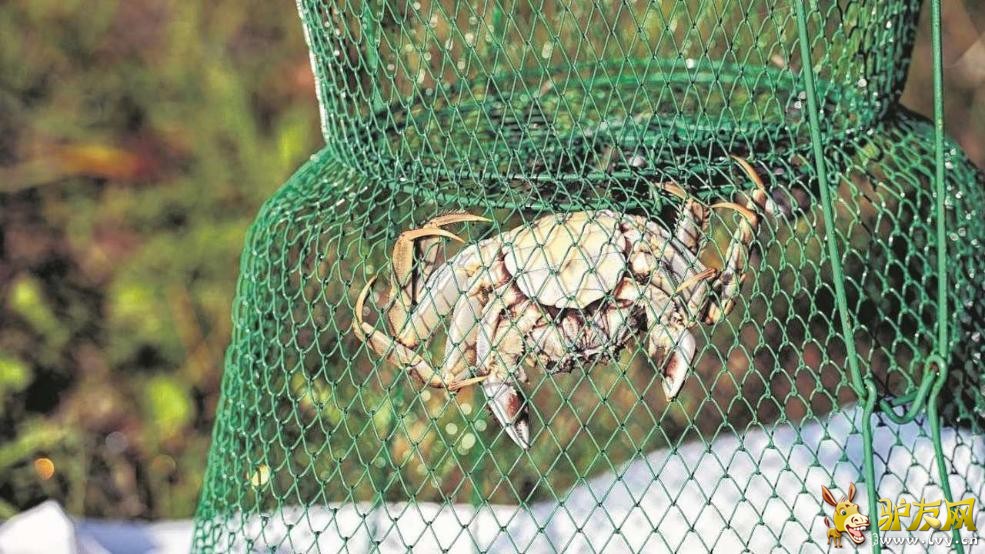 ����������������ˮ���Ѿ����й���բзռ�죬���ǵ�����ʮ�־��ˡ�