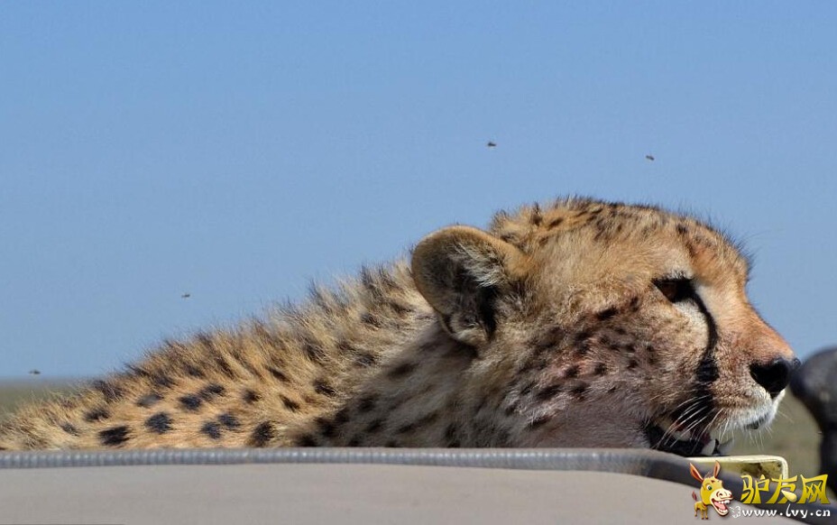 �����Ա������촰��ͷ�����ÿ�(��ͼ)