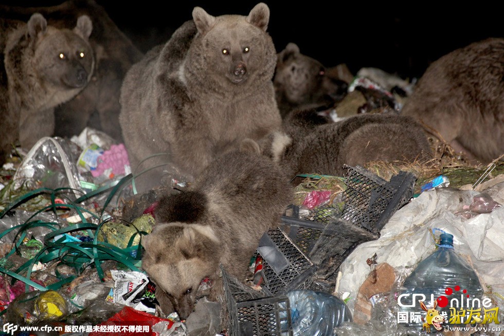 ����ʱ��2014��11��18�գ������俨��˹�У���ֻ���ھ��������Ľ�5�����һ������վ����ʳ��