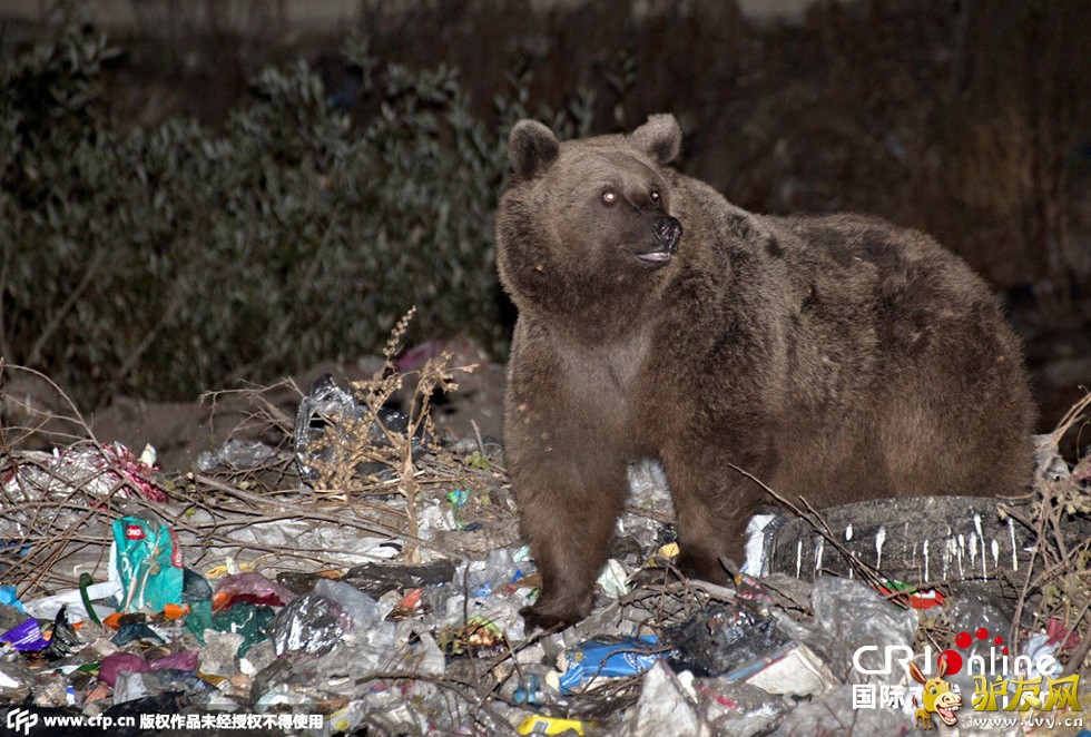 ����ʱ��2014��11��18�գ������俨��˹�У���ֻ���ھ��������Ľ�5�����һ������վ����ʳ��