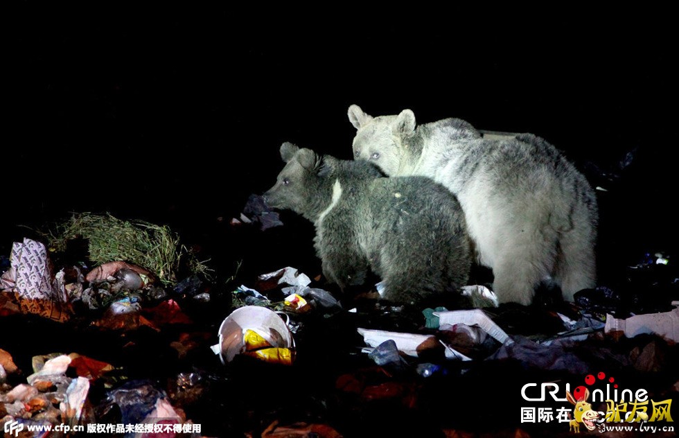 ����ʱ��2014��11��18�գ������俨��˹�У���ֻ���ھ��������Ľ�5�����һ������վ����ʳ��