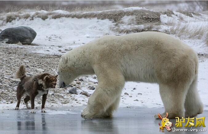 ��Сʤ�� Ӣ��ѩ��Ȯ�����������˱�����