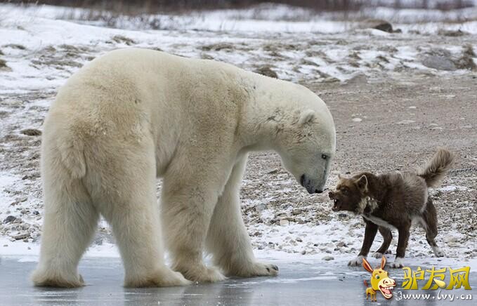 ��Сʤ�� Ӣ��ѩ��Ȯ�����������˱�����