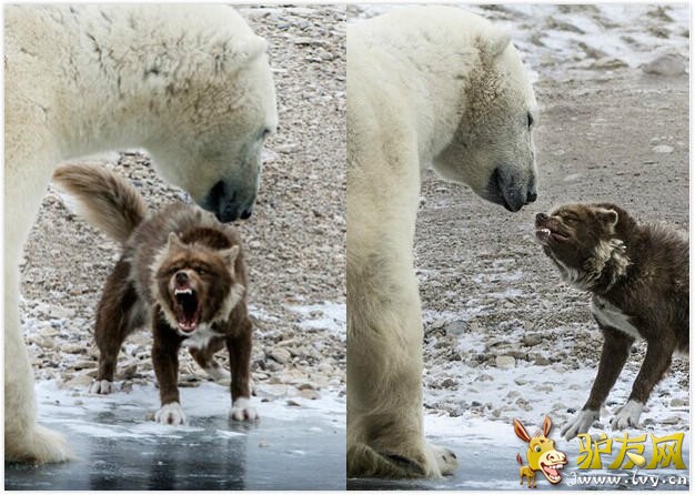 ��Сʤ�� Ӣ��ѩ��Ȯ�����������˱�����