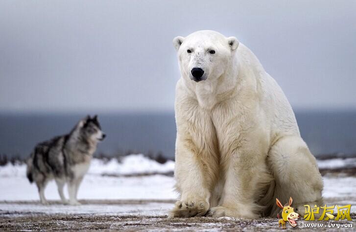 ��Сʤ�� Ӣ��ѩ��Ȯ�����������˱�����