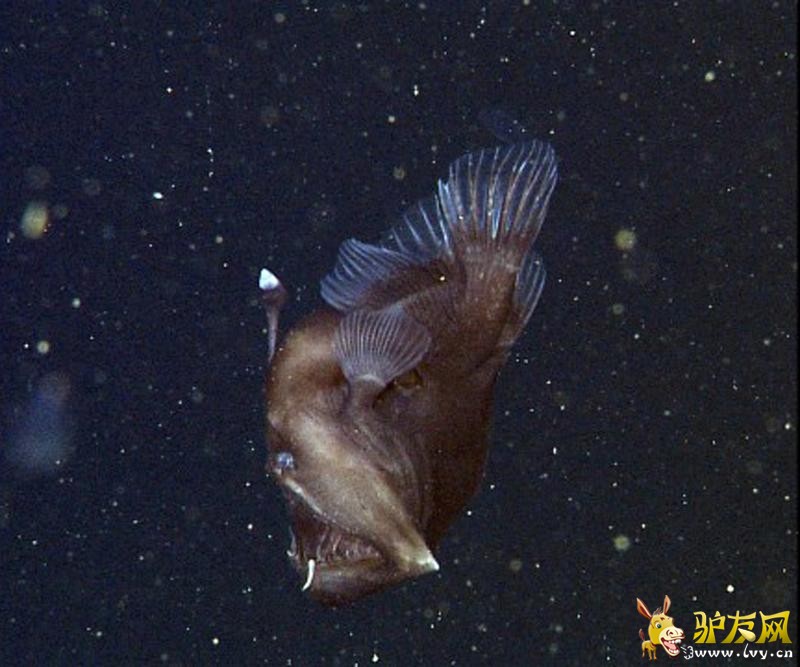 �о���Ա�ĵ������ ���ວ���硰ħ����