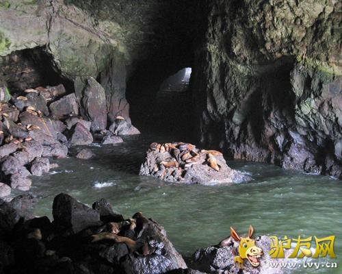 λ���׹����ո��ݵĺ�ʨ�����������������ĺ�ʴ��������ſ�ڶ�����ʯ�ϵ�������ʨ�ĺ��������