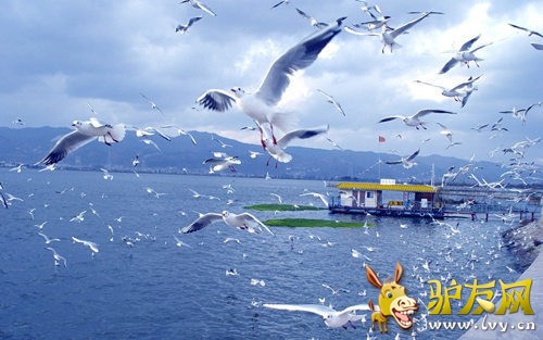 �����ι����Ÿ����¼�����Ϊ������������ĵ����飬ÿ���11�¿�ʼ���ͻ�������ֻ����ŷ�������������ϲ����һЩ�����ι���ǡ����������������������Ҫ��������ر������