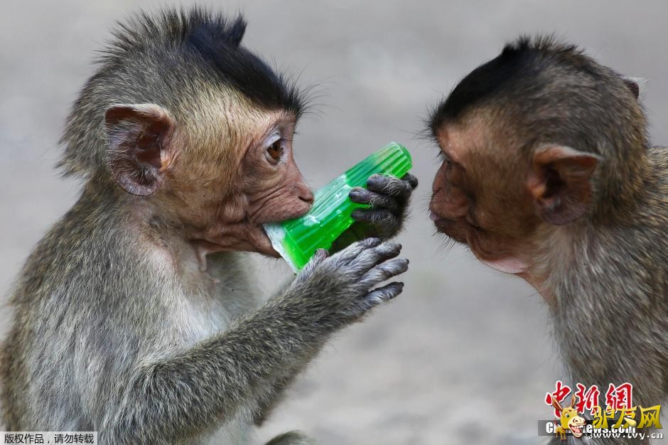 ̩����ף���������ͽ� 2����ʳ���Ͳ����(��ͼ)