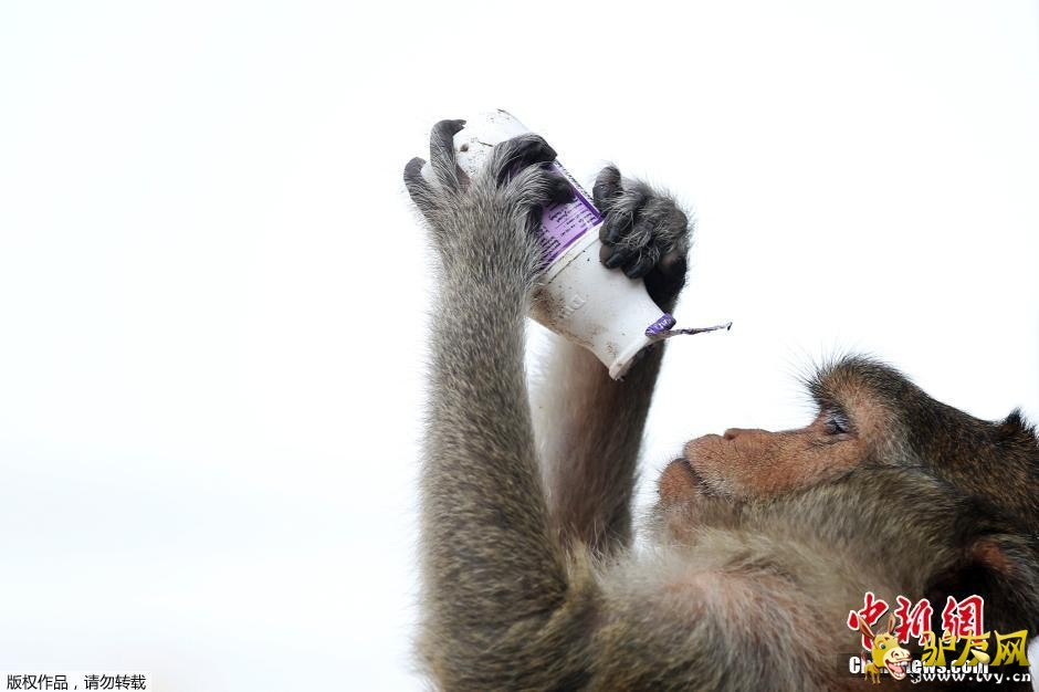 ̩����ף���������ͽ� 2����ʳ���Ͳ����(��ͼ)