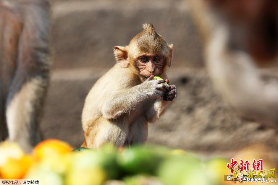 ̩����ף���������ͽ� 2����ʳ���Ͳ����(��ͼ)